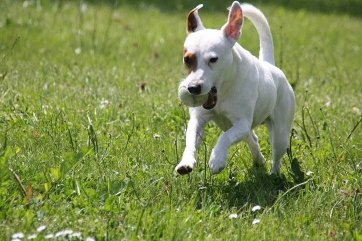 Jack russell terrier lille lindholds Laban - bolden og de dejlige grisse ører ;)  ( kan det blive bedre ;) billede 10