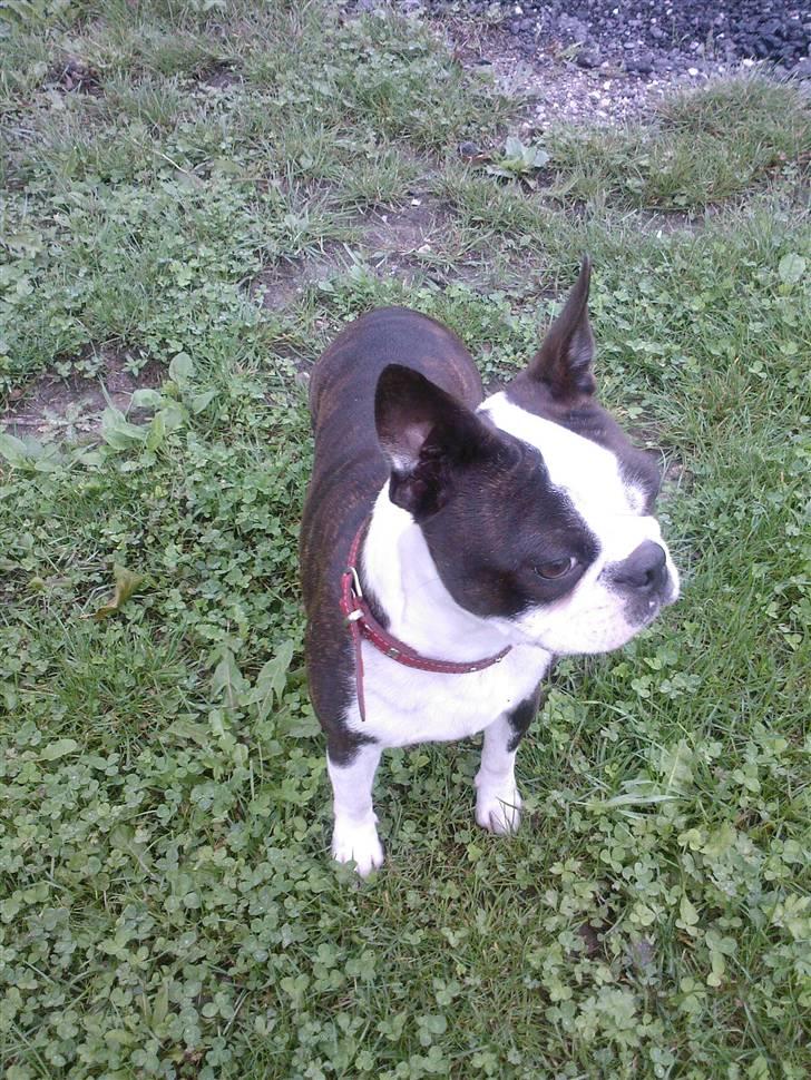 Boston terrier Rosa - Rosa 1½ år billede 12