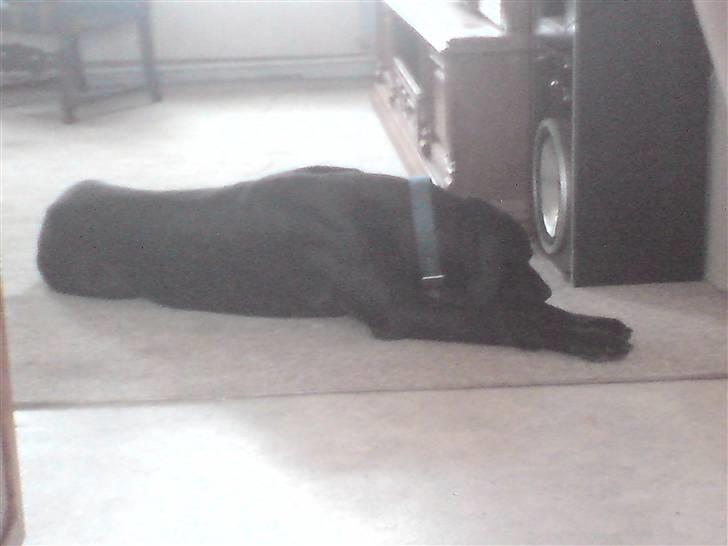 Grand danois shoopy (fået nyt hjem) billede 13