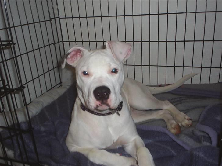 Blanding af racer Ronja billede 1