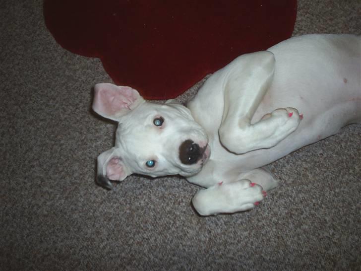 Blanding af racer Ronja billede 2