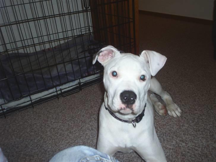 Blanding af racer Ronja billede 3