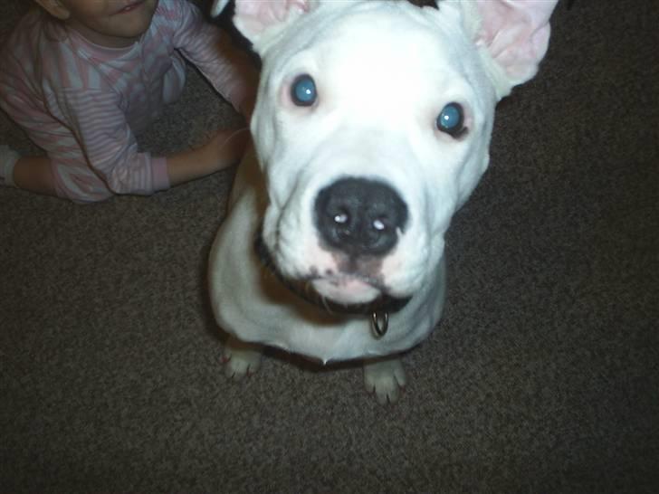 Blanding af racer Ronja billede 6