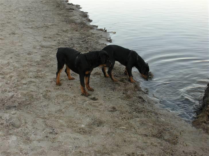 Rottweiler Vom Dornenhof Rocky - mig og min ven kento på stranden billede 12