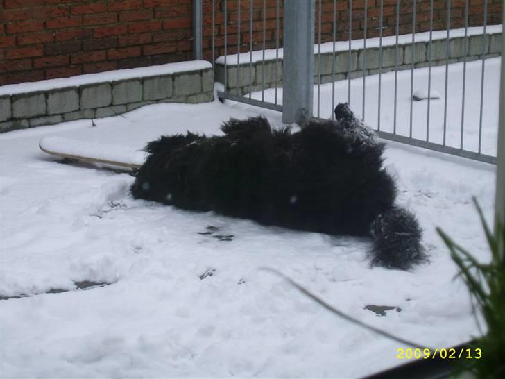 Newfoundlænder Maximus billede 20