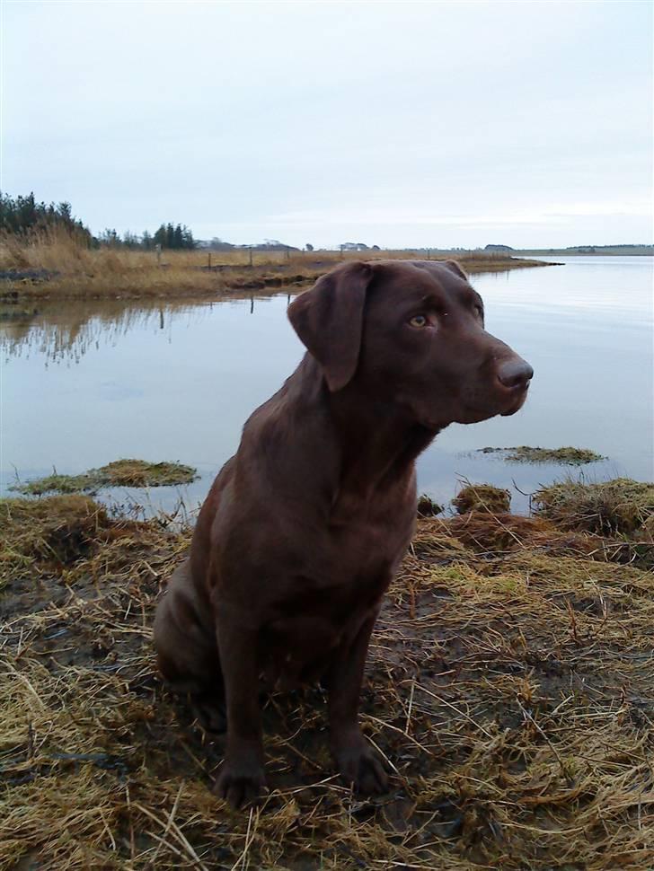 Labrador retriever Athene  billede 8