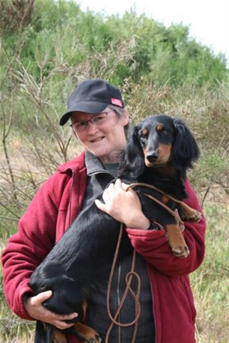 Gravhund Victor vom Waldwuffel - Garvprøve i Tjæreborg 2008 billede 11