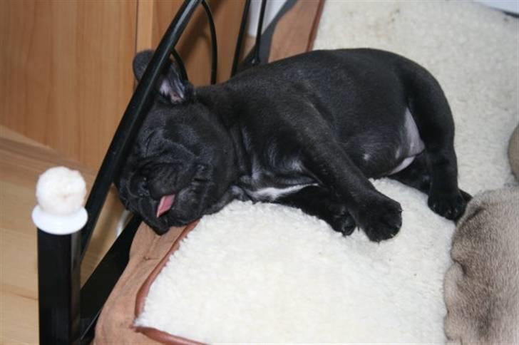 Fransk bulldog Valfers de Aimee (Kahlua) billede 12