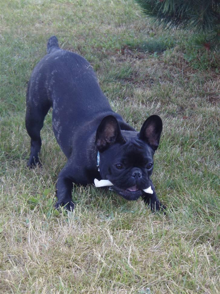 Fransk bulldog Valfers de Aimee (Kahlua) - 6 måneder og 9 kg. billede 13