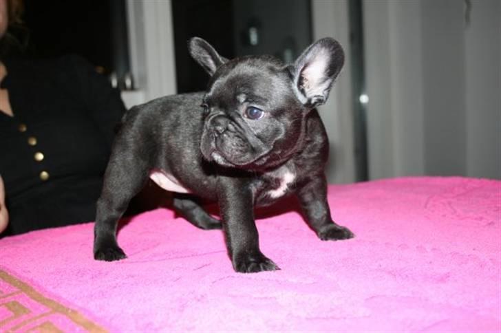 Fransk bulldog Valfers de Aimee (Kahlua) - er nu 6 uger billede 14