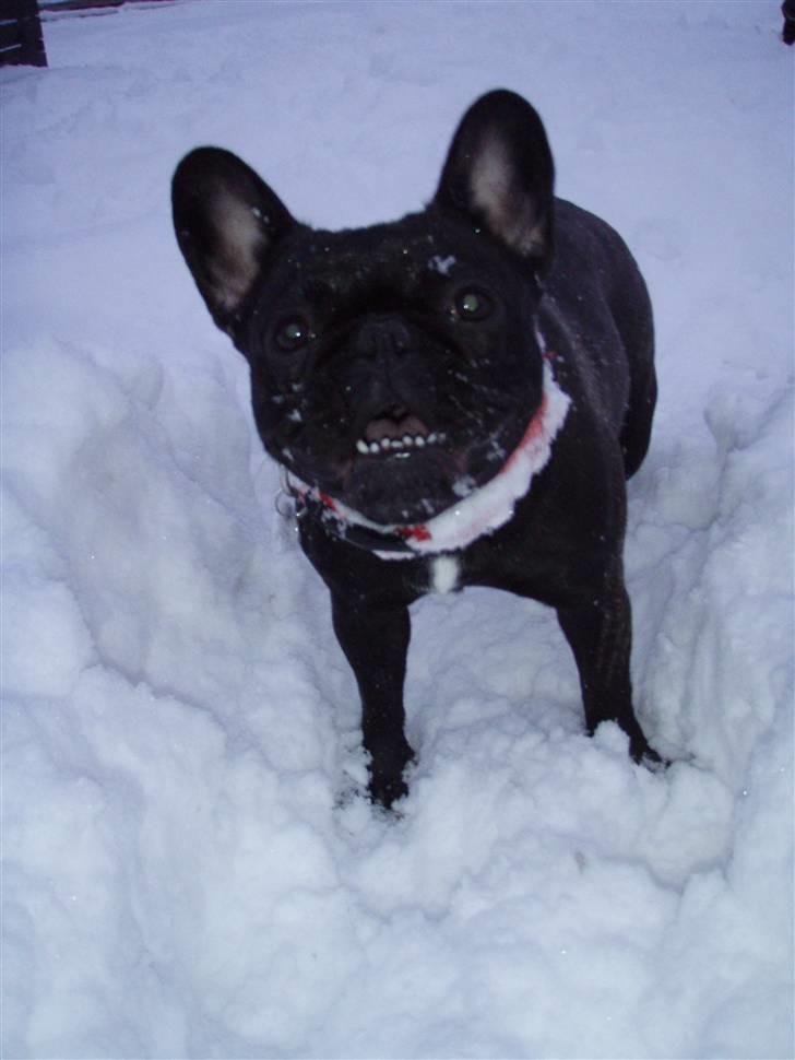 Fransk bulldog Valfers de Aimee (Kahlua) - Kahlua elsker sneen billede 15