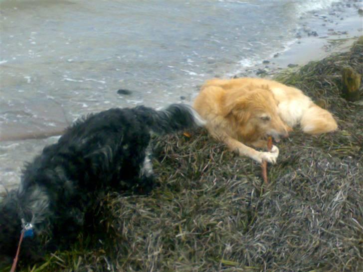 Cocker spaniel safir of mombasa. - dejligt ude ved vandet billede 16