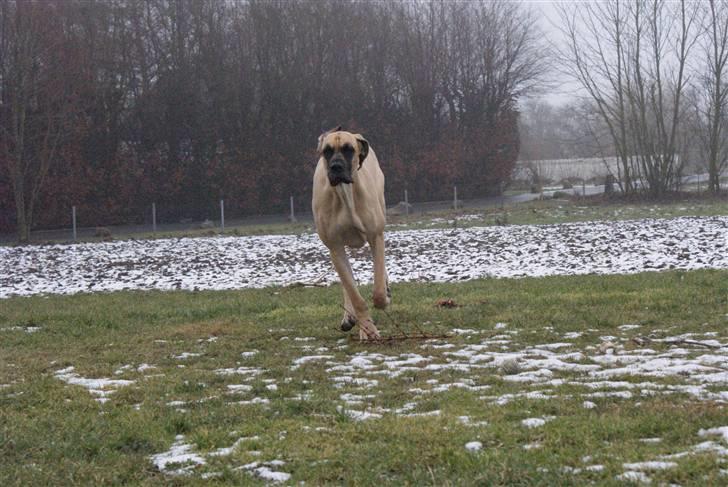 Grand danois Grand de feld´s Petit  billede 20