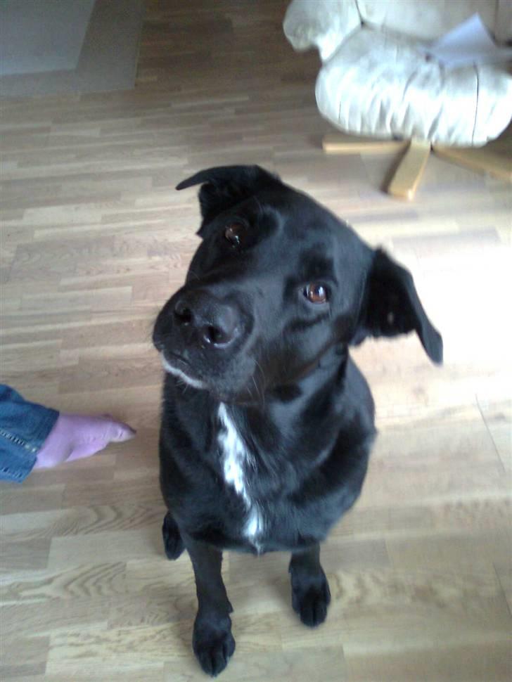 Blanding af racer Basse billede 20