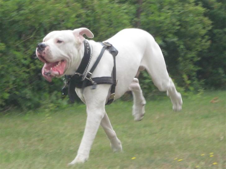 Dogo argentino Pablo Escobar(dogo dreng) - fuld fart over feltet billede 17