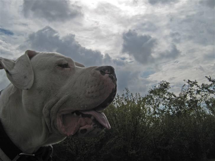 Dogo argentino Pablo Escobar(dogo dreng) billede 18