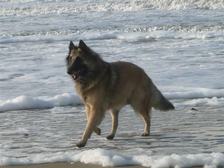 Tervueren Saxo R.I.P. 13.11.2011  - Jeg er så skide fotogen, så de kalder mig smuk - af og til. billede 1