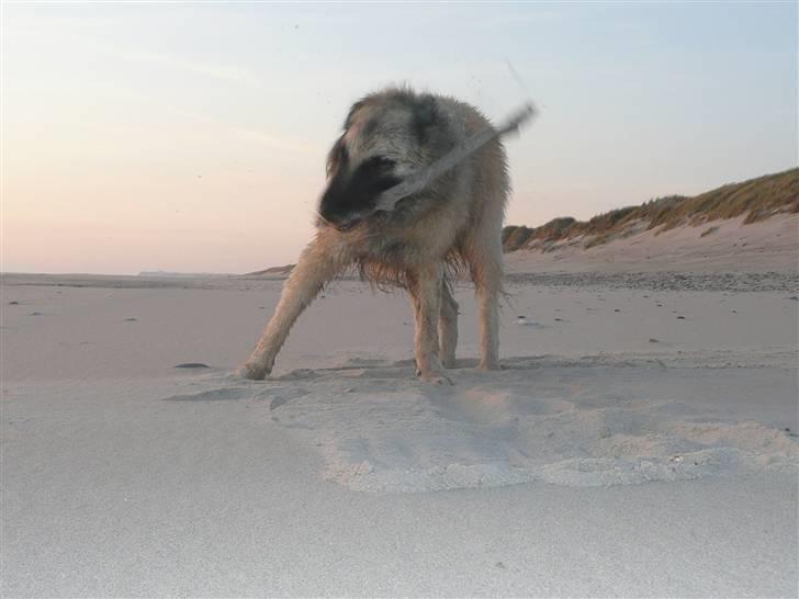 Tervueren Saxo R.I.P. 13.11.2011  - Ja, gi´ mig noget at ødelægge - en pind er god. billede 2