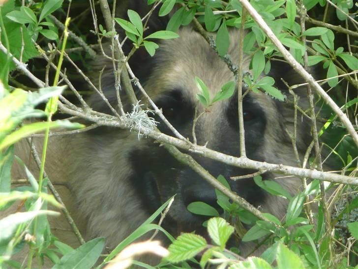 Tervueren Saxo R.I.P. 13.11.2011  - Om sommeren vil jeg gerne være korthåret, men ..... billede 3