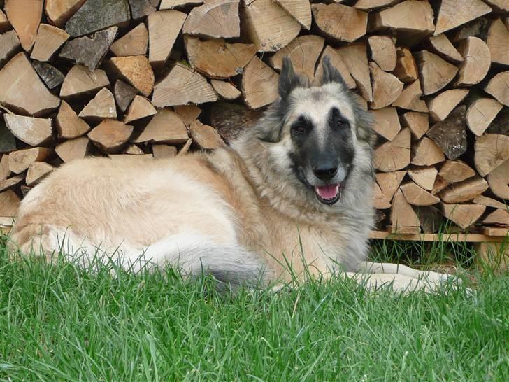 Tervueren Saxo R.I.P. 13.11.2011  billede 4