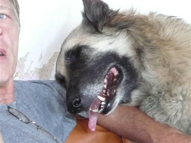 Tervueren Saxo R.I.P. 13.11.2011  - Tror nok, at jeg kan li´ den gamle. billede 5