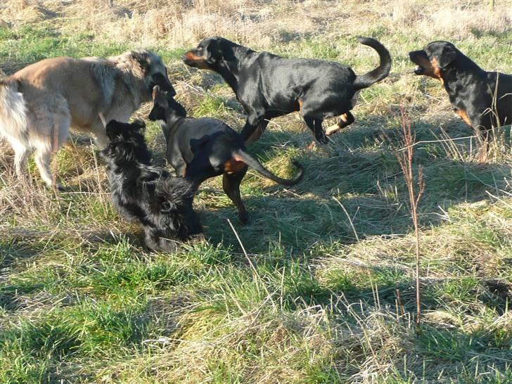 Tervueren Saxo R.I.P. 13.11.2011  - Sådan nogle racister, bare fordi jeg ikke er sort........... billede 6