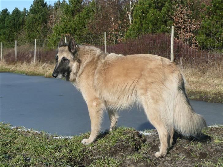 Tervueren Saxo R.I.P. 13.11.2011  - Her er min sø. billede 7