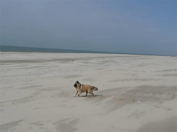 Tervueren Saxo R.I.P. 13.11.2011  - Er der ikke bare dejligt? billede 8