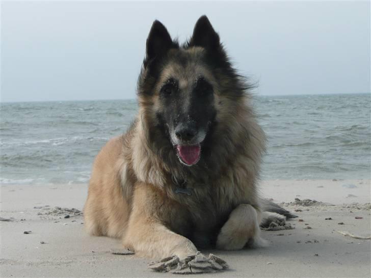 Tervueren Saxo R.I.P. 13.11.2011  billede 9