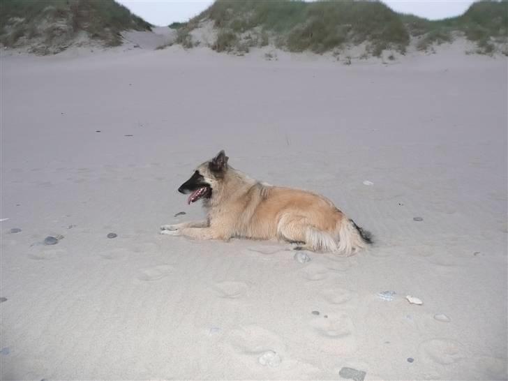 Tervueren Saxo R.I.P. 13.11.2011  billede 10