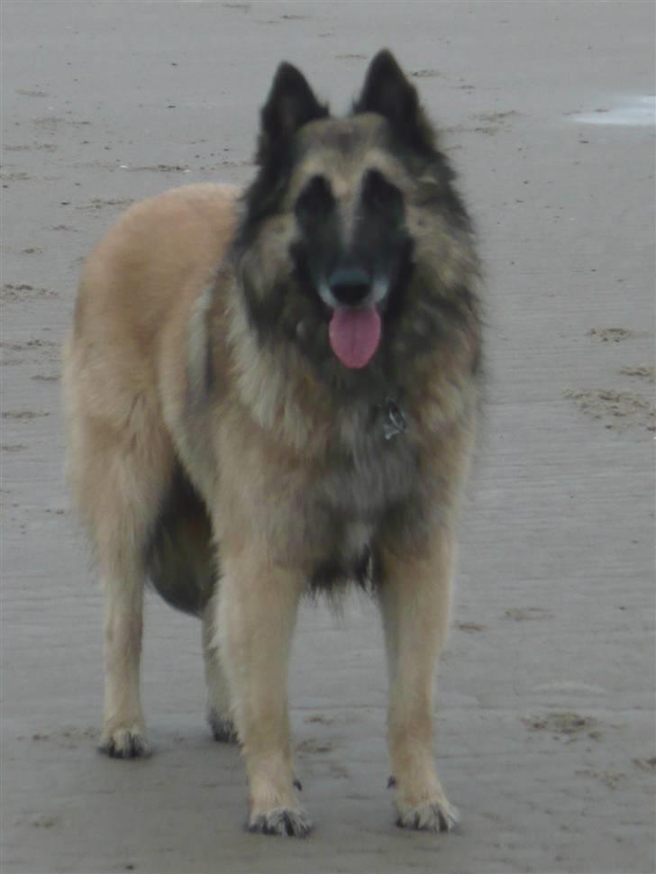 Tervueren Saxo R.I.P. 13.11.2011  billede 11