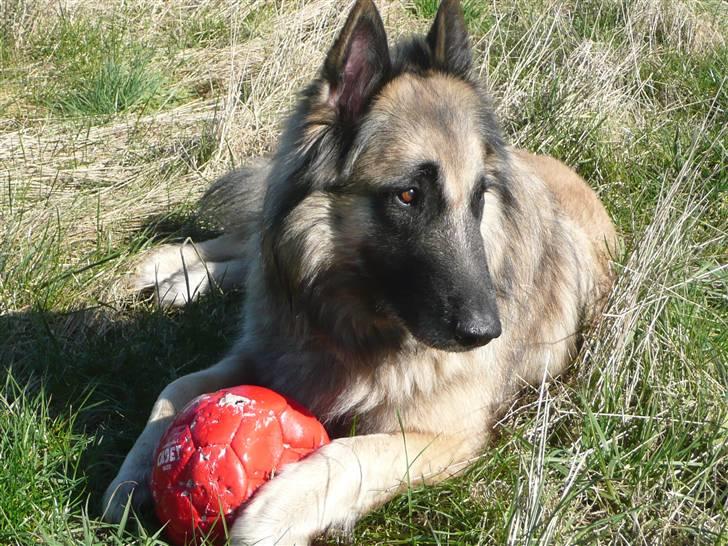 Tervueren Saxo R.I.P. 13.11.2011  - Bolde skal af princip ødelægges. billede 12