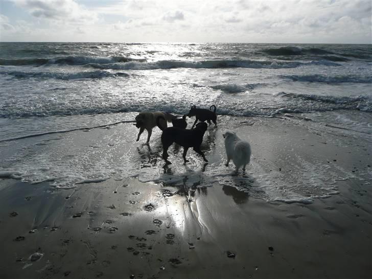 Tervueren Saxo R.I.P. 13.11.2011  billede 13