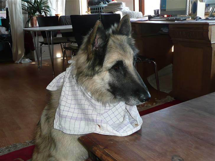 Tervueren Saxo R.I.P. 13.11.2011  - Hva´ står menu´en på? billede 14