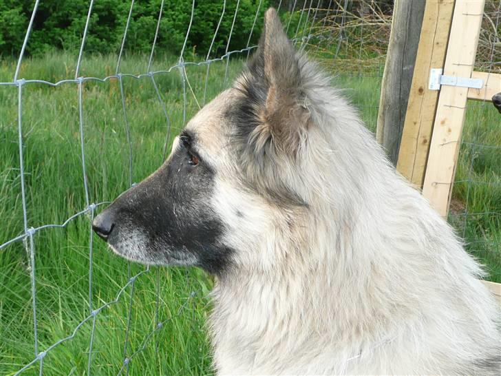 Tervueren Saxo R.I.P. 13.11.2011  billede 15