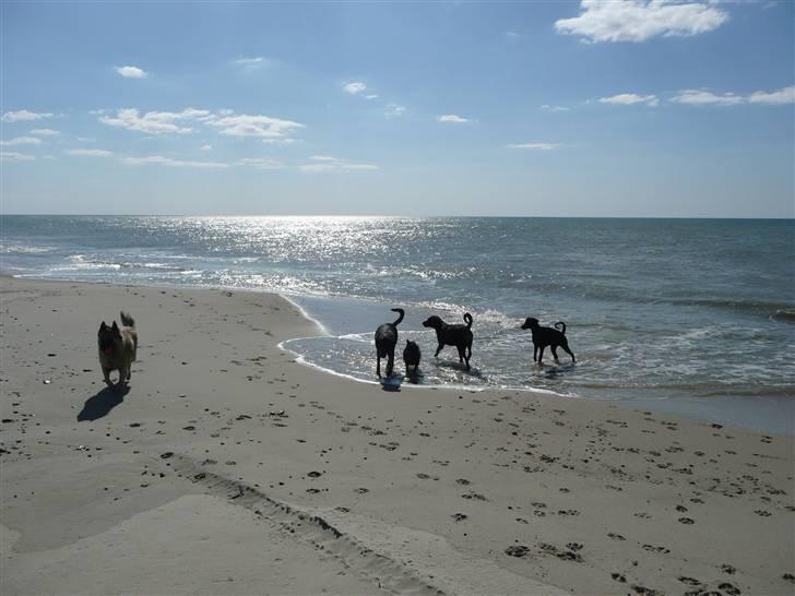 Tervueren Saxo R.I.P. 13.11.2011  billede 16