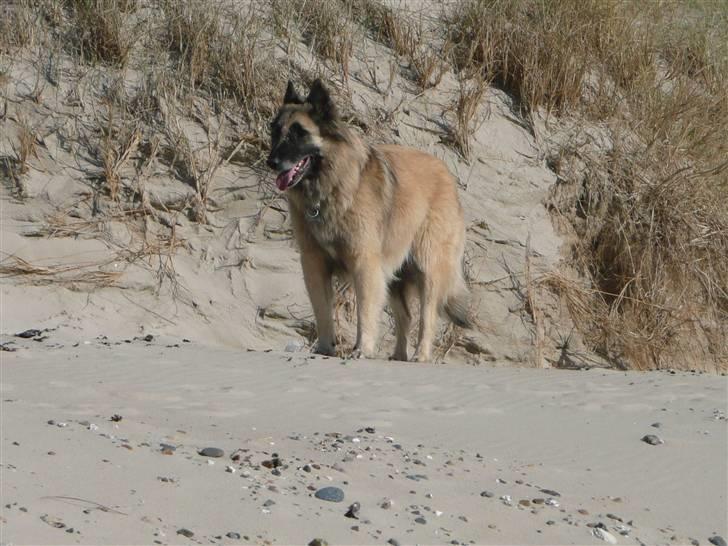 Tervueren Saxo R.I.P. 13.11.2011  billede 17