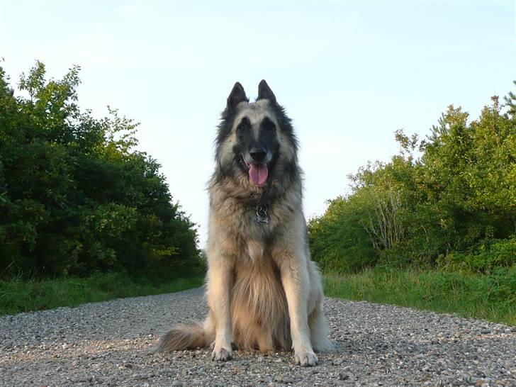 Tervueren Saxo R.I.P. 13.11.2011  billede 18