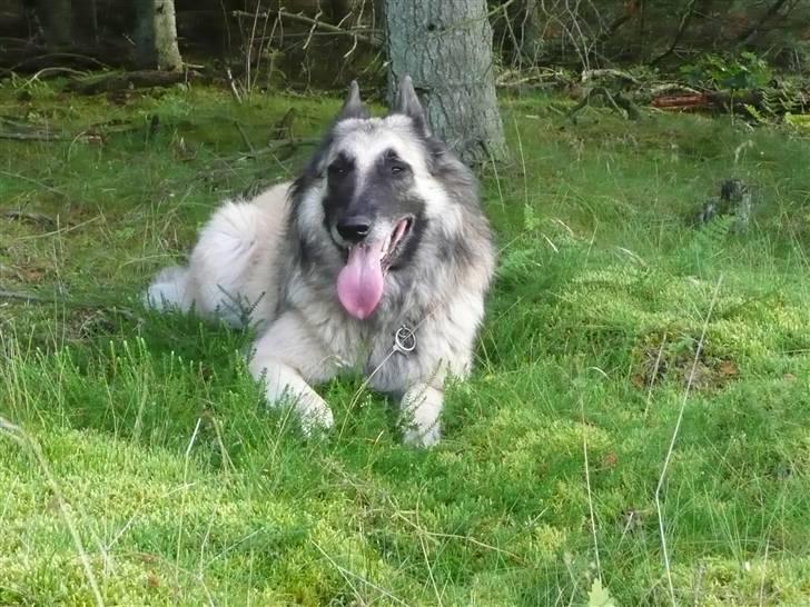 Tervueren Saxo R.I.P. 13.11.2011  billede 19