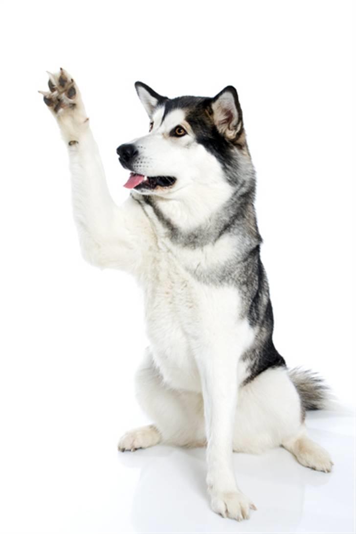 Alaskan malamute Mojo   - gi mig den godbid... billede 20