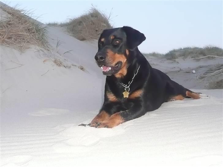 Blanding af racer Emma billede 1