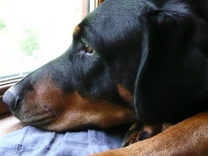 Blanding af racer Emma - Lige ved at falde i søvn - det er jeg god til billede 2