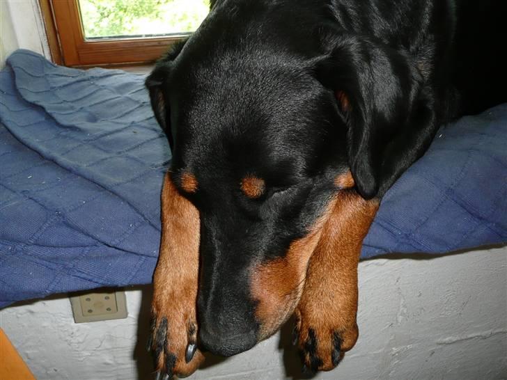 Blanding af racer Emma - .......hov, der tabte jeg hovedet. Det gør jeg tit. billede 3