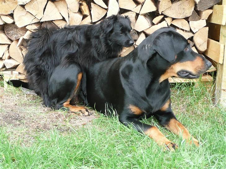 Blanding af racer Emma - Han vil så gerne, men har ingen boller, såh det tager vi som det kommer. billede 4