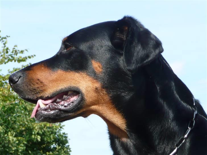 Blanding af racer Emma billede 5