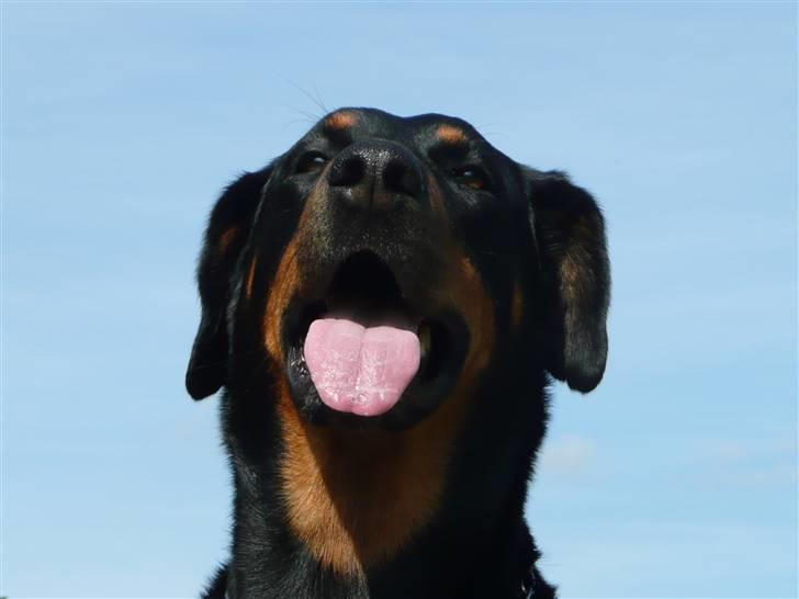 Blanding af racer Emma billede 6