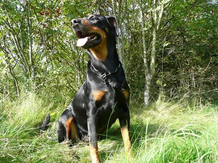 Blanding af racer Emma billede 7