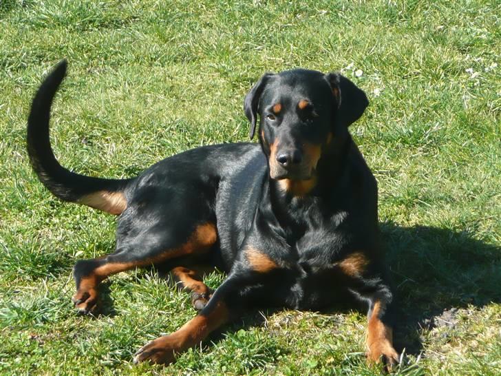 Blanding af racer Emma billede 8