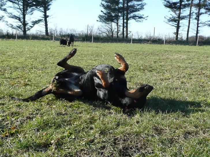 Blanding af racer Emma - Åh det er så godt til min ryg. billede 9