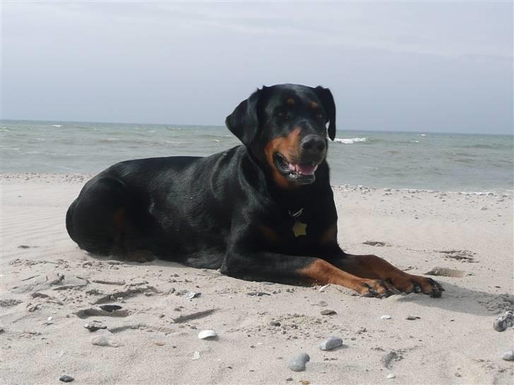 Blanding af racer Emma billede 10